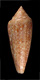 Click to see a larger version of this image (Conus gloriamaris  Chemnitz, 1777 Primary Type Image)