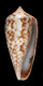 Click to see a larger version of this image (Conus nisus  Dillwyn, 1817 Primary Type Image)