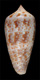 Click to see a larger version of this image (Conus nisus  Dillwyn, 1817 Primary Type Image)