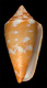 Click to see a larger version of this image (Conus cedonulli dominicanus  Hwass in Bruguière, 1792 Primary Type Image)