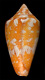 Click to see a larger version of this image (Conus cedonulli dominicanus  Hwass in Bruguière, 1792 Primary Type Image)