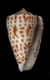 Click to see a larger version of this image (Conus erythraeensis  Reeve, 1843 Primary Type Image)