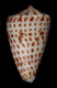 Click to see a larger version of this image (Conus erythraeensis  Reeve, 1843 Primary Type Image)