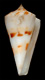 Click to see a larger version of this image (Conus sorenseni  Sander, 1982 Primary Type Image)