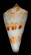 Click to see a larger version of this image (Conus sorenseni  Sander, 1982 Primary Type Image)