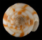 Click to see a larger version of this image (Conus sorenseni  Sander, 1982 Primary Type Image)