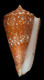 Click to see a larger version of this image (Conus amadis  Gmelin, 1791 Primary Type Image)