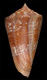 Click to see a larger version of this image (Conus amadis  Gmelin, 1791 Primary Type Image)