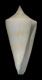 Click to see a larger version of this image (Conus knudseni  Sander, 1982 Primary Type Image)