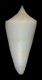 Click to see a larger version of this image (Conus knudseni  Sander, 1982 Primary Type Image)