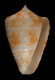 Click to see a larger version of this image (Conus baccatus  Sowerby ii, 1877 Primary Type Image)