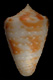 Click to see a larger version of this image (Conus baccatus  Sowerby ii, 1877 Primary Type Image)