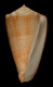 Click to see a larger version of this image (Conus bocki  Sowerby iii, 1881 Primary Type Image)