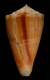 Click to see a larger version of this image (Conus bocki  Sowerby iii, 1881 Primary Type Image)