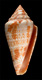 Click to see a larger version of this image (Conus catenatus  Sowerby iii, 1879 Primary Type Image)