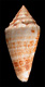 Click to see a larger version of this image (Conus catenatus  Sowerby iii, 1879 Primary Type Image)