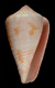 Click to see a larger version of this image (Conus dianthus  Sowerby iii, 1882 Primary Type Image)