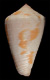 Click to see a larger version of this image (Conus dianthus  Sowerby iii, 1882 Primary Type Image)