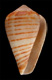 Click to see a larger version of this image (Conus figulinus chytreus  Melvill in Tryon, 1884 Primary Type Image)