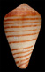 Click to see a larger version of this image (Conus figulinus chytreus  Melvill in Tryon, 1884 Primary Type Image)