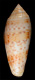 Click to see a larger version of this image (Leptoconus (Phasmoconus) dusaveli  H. Adams, 1872 Primary Type Image)