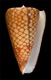 Click to see a larger version of this image (Conus marchionatus eudoxus  Tryon, 1883 Primary Type Image)