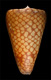 Click to see a larger version of this image (Conus marchionatus eudoxus  Tryon, 1883 Primary Type Image)