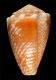 Click to see a larger version of this image (Conus fulgetrum  Sowerby ii, 1834 Primary Type Image)