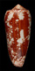 Click to see a larger version of this image (Conus omaria magoides  Melvill, 1900 Primary Type Image)