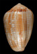 Click to see a larger version of this image (Conus melvilli  Sowerby iii, 1878 Primary Type Image)