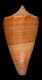 Click to see a larger version of this image (Conus multilineatus  Sowerby iii, 1875 Primary Type Image)