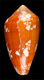 Click to see a larger version of this image (Conus racemosus  Sowerby iii, 1874 Primary Type Image)