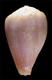 Click to see a larger version of this image (Conus semivelatus  Sowerby iii, 1882 Primary Type Image)