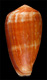 Click to see a larger version of this image (Conus sindon  Reeve, 1844 Primary Type Image)