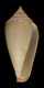 Click to see a larger version of this image (Conus submarginatus  Sowerby iii, 1870 Primary Type Image)