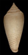 Click to see a larger version of this image (Conus submarginatus  Sowerby iii, 1870 Primary Type Image)