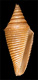 Click to see a larger version of this image (Conus wilmeri  Sowerby iii, 1882 Primary Type Image)