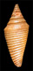 Click to see a larger version of this image (Conus wilmeri  Sowerby iii, 1882 Primary Type Image)