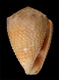 Click to see a larger version of this image (Conus minimus granulatus  Sowerby ii, 1834 Primary Type Image)