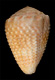 Click to see a larger version of this image (Conus minimus granulatus  Sowerby ii, 1834 Primary Type Image)