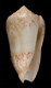 Click to see a larger version of this image (Conus arenatus mesokatharos  Tryon, 1883 Primary Type Image)