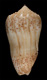 Click to see a larger version of this image (Conus arenatus mesokatharos  Tryon, 1883 Primary Type Image)