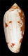 Click to see a larger version of this image (Conus aulicus propenudus  Melvill, 1900 Primary Type Image)