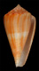 Click to see a larger version of this image (Conus evelynae  Sowerby iii, 1882 Primary Type Image)