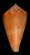 Click to see a larger version of this image (Conus evelynae  Sowerby iii, 1882 Primary Type Image)