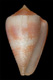 Click to see a larger version of this image (Conus reflectus  Sowerby ii, 1877 Primary Type Image)