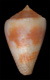 Click to see a larger version of this image (Conus reflectus  Sowerby ii, 1877 Primary Type Image)