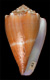 Click to see a larger version of this image (Conus prytanis  Sowerby iii, 1882 Primary Type Image)