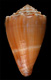 Click to see a larger version of this image (Conus prytanis  Sowerby iii, 1882 Primary Type Image)