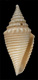 Click to see a larger version of this image (Conus gemmulatus  Sowerby, 1870 Primary Type Image)